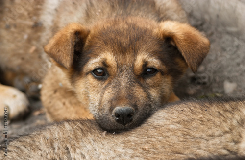 Homeless, sad puppy muzzle close up. Soft focus