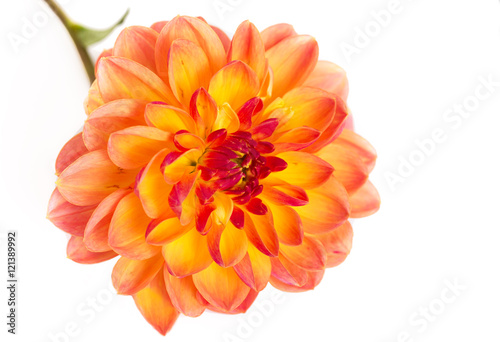Fototapeta Naklejka Na Ścianę i Meble -  Dahlia on white background