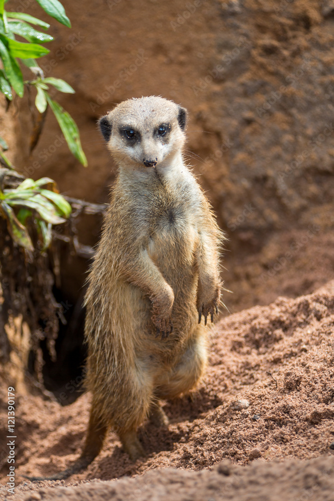 Meerkat Meerkat