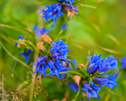 Blue flowers in the carpathian mountains