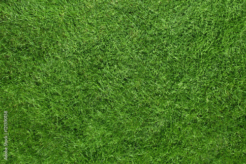 green grass