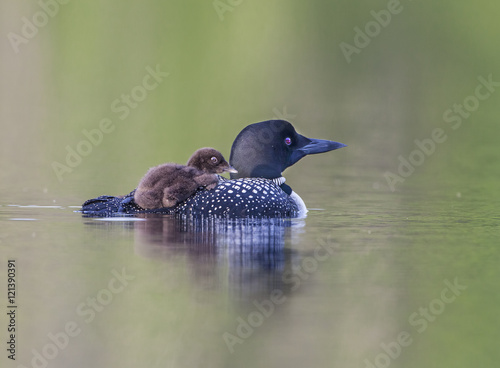 Fotografie Backpacker - Mother loon is a part-time backpacker when a chick climbs on board for warmth and protection