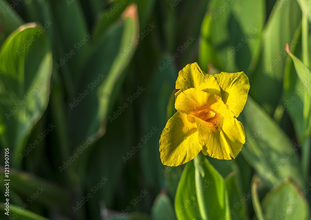 Yellow flower Yellow flower