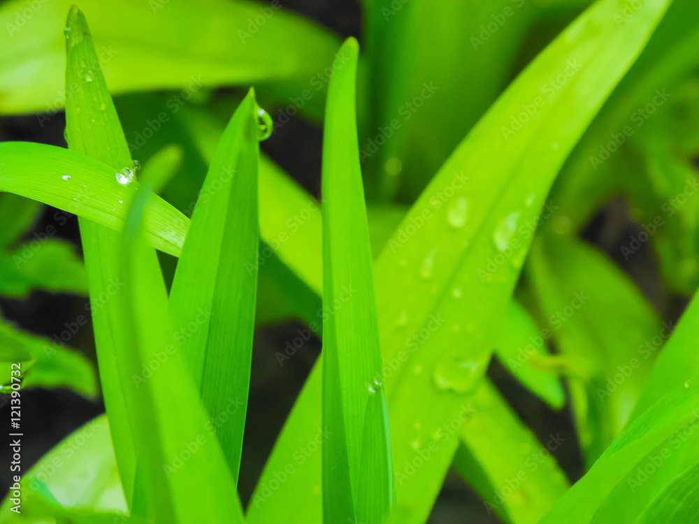 rain drops on the leaf