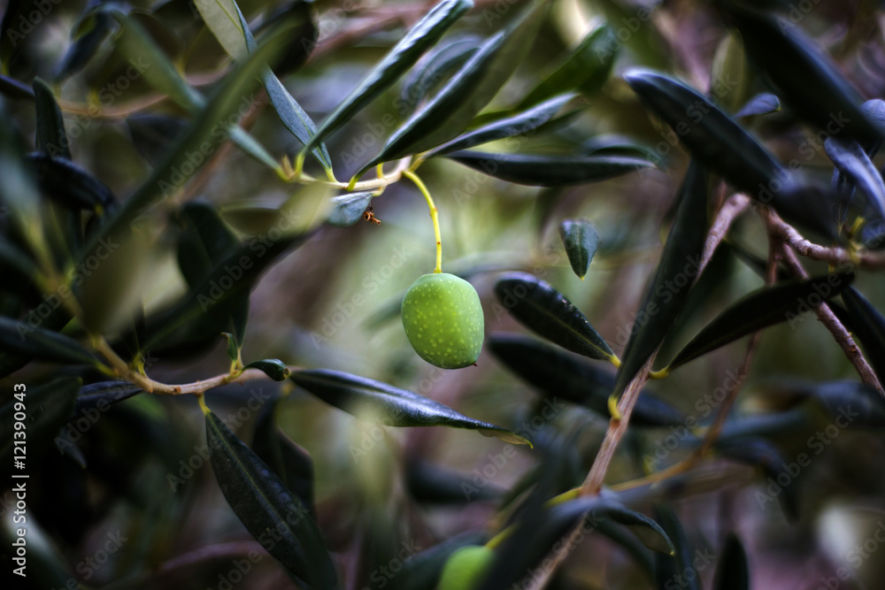Organic olives in Ivan Dolac village, Hvar island - Croatia Organic olives in Ivan Dolac village, Hvar island - Croatia