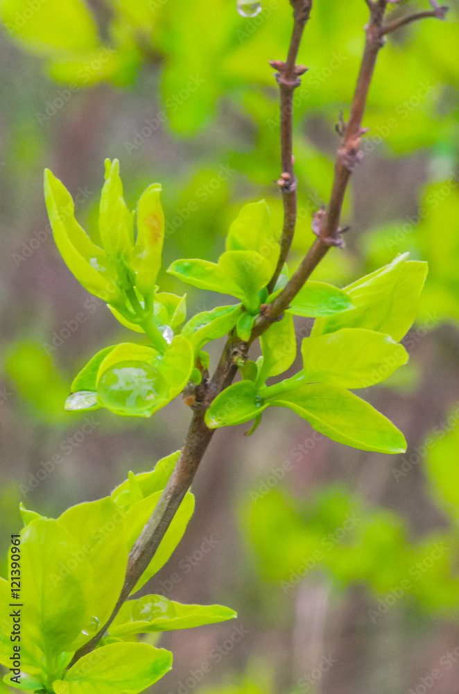 rain drops on the leaf rain drops on the leaf