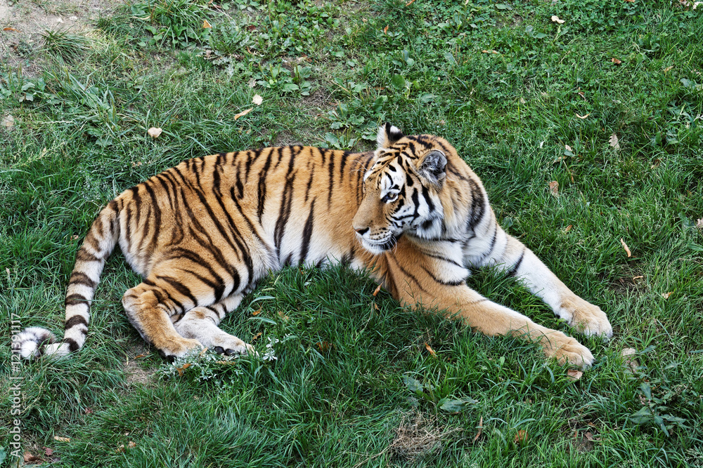 Tigre Tigre