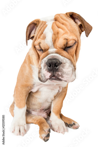 Sleepy English bulldog pup
