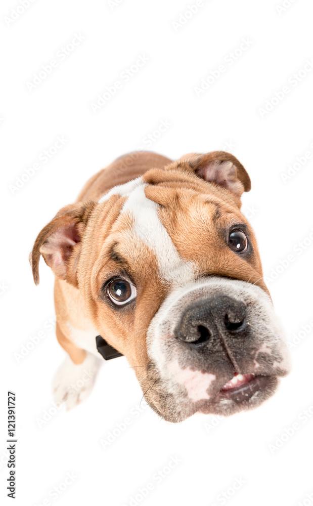 Portrait of English bulldog pup