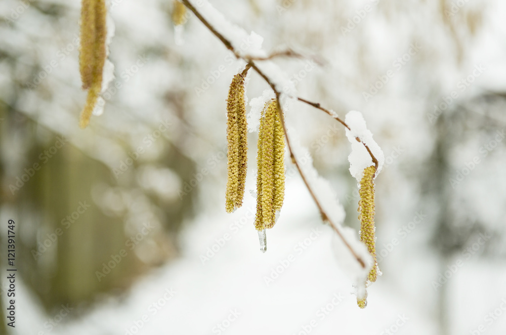The hazelnut tree catkins. The spring allergy The hazelnut tree catkins. The spring allergy