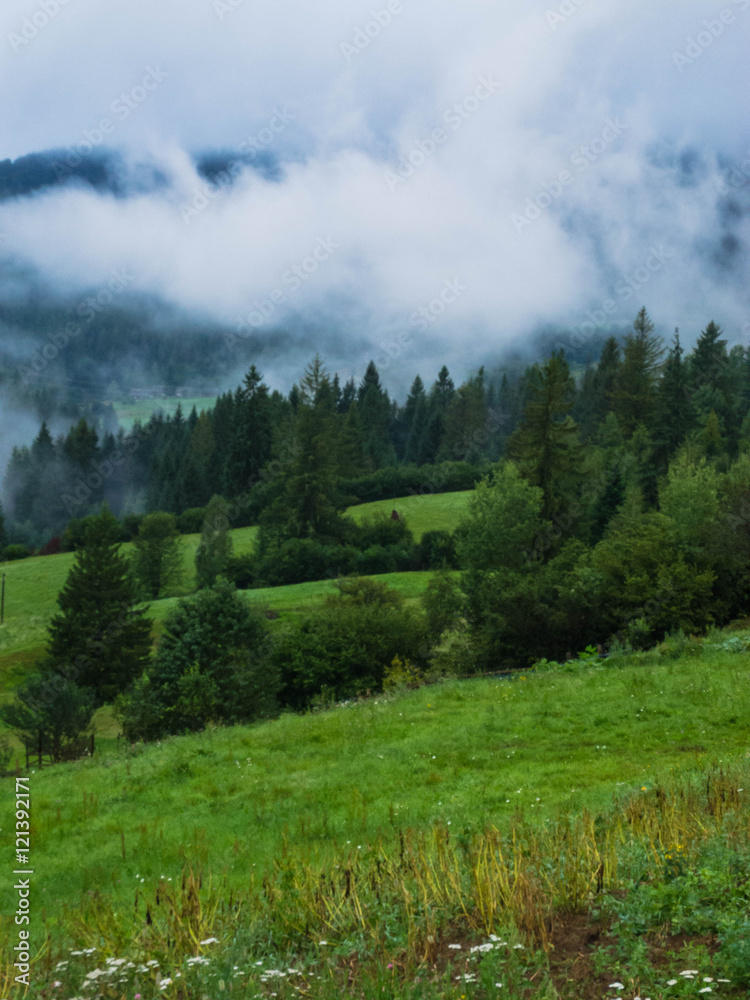 Fototapeta premium Wild nature in the autumn season