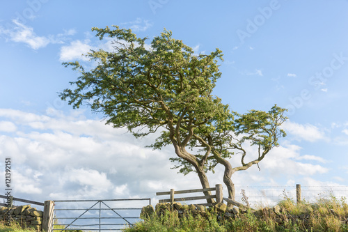 A windswept lone tree on the edge of a farm field.