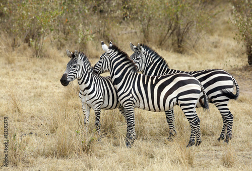 Zebra in Masai Mara Grassland 