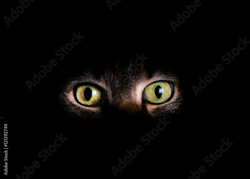 Animal eyes and face in dark background