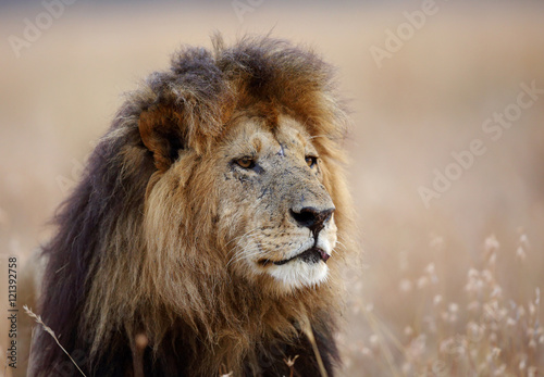 Closeup of Lion  Masai Mara