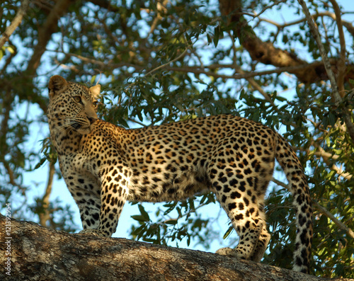 Leopard