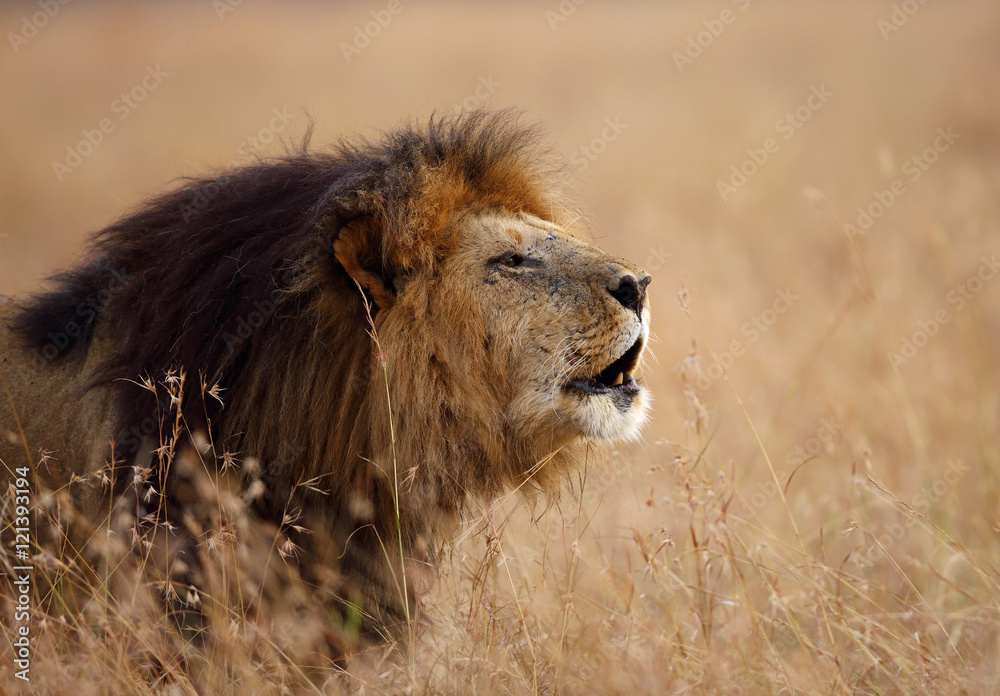 Fototapeta premium Lion roaring in Savannah