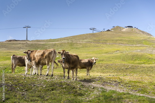 Brown cows pasture in Italian Alps with cableway in background © josefkubes