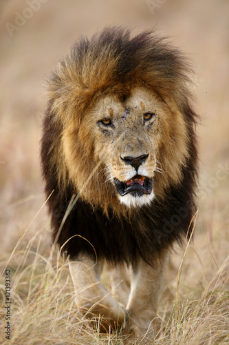 Portrait of a lion photo
