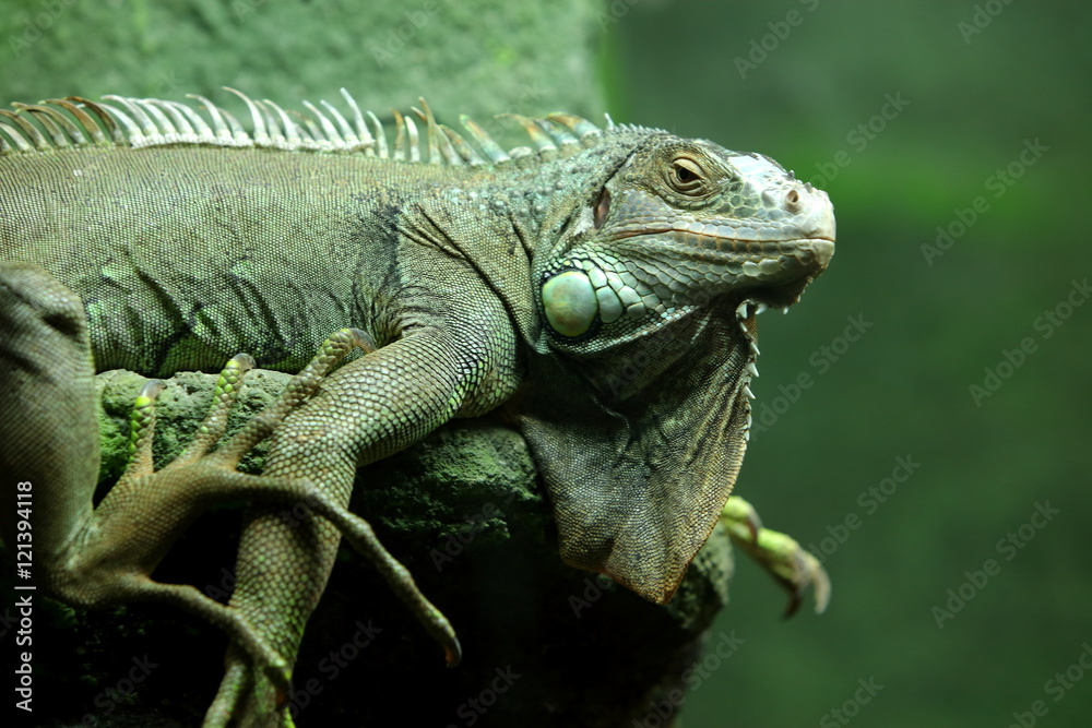 Obraz premium Jaszczurka