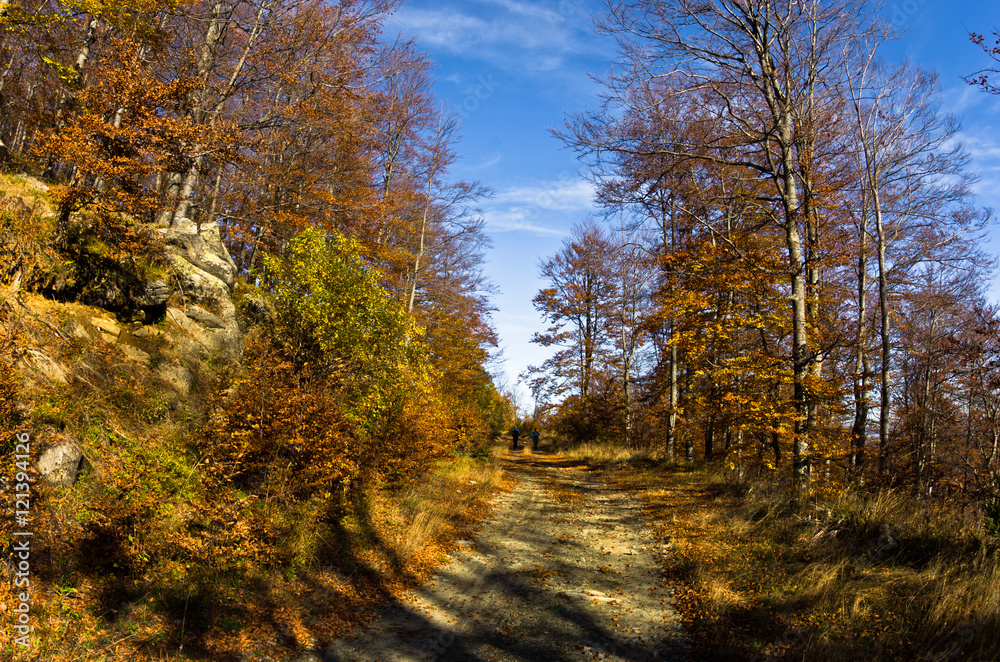 Fototapeta premium Mountain road at autumn sunny day at Zeljin mountain, Serbia
