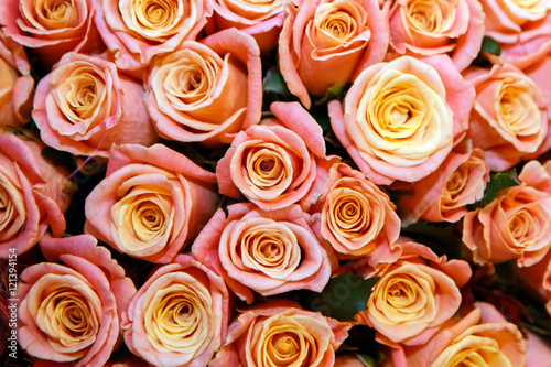 Background of coral color roses. Delicate rose flowers in large quantity. The texture of roses. Beautiful fragrant flowers for loved ones.