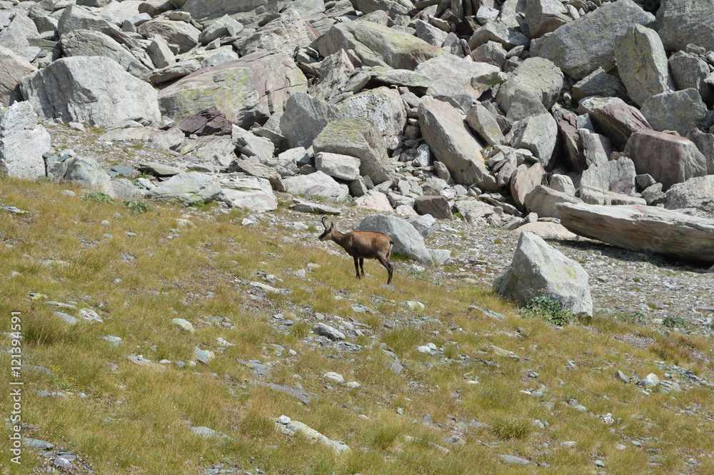 Obraz premium Chamois