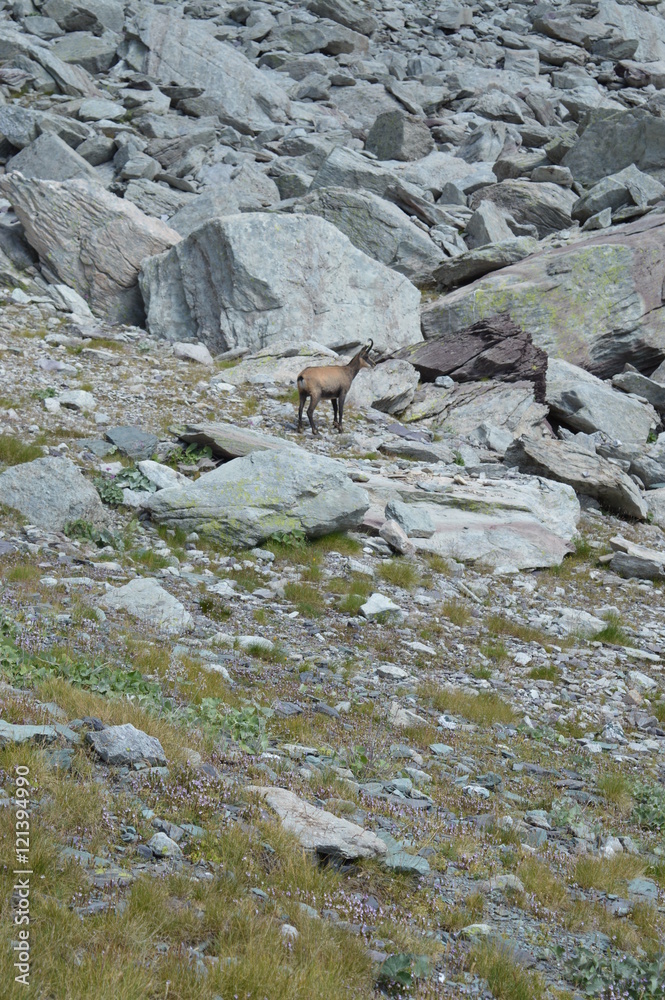 Chamois