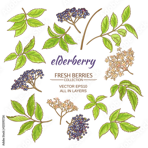elderberry vector set