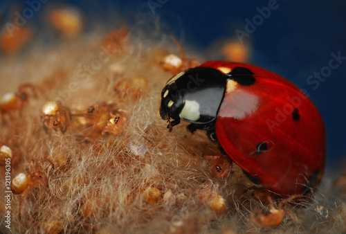 ladybug © blackdiamond67