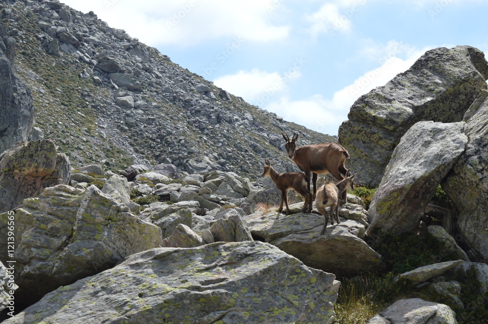 Famille chamois dans les rochers