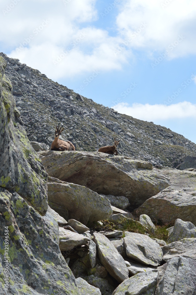 Famille chamois dans les rochers