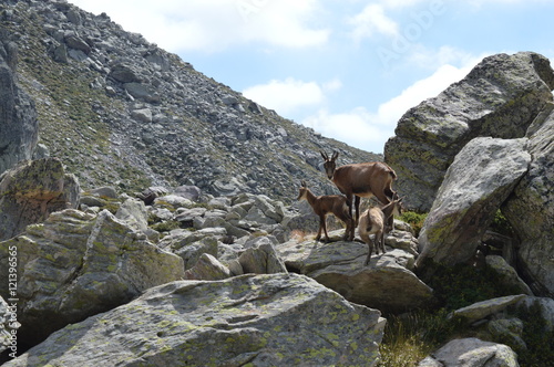 Famille chamois dans les rochers