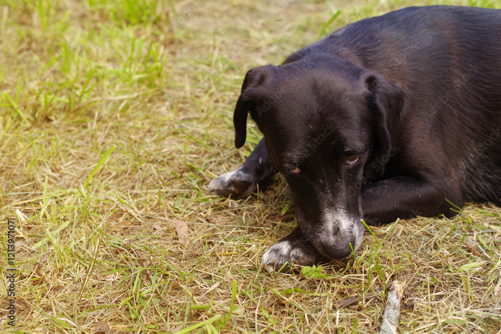 Sad dog of a black color lies on a grass