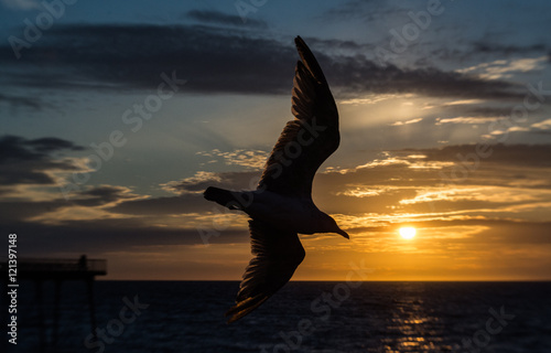 Sunset seagull