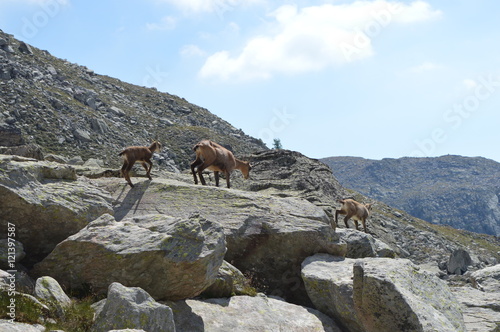 Obraz na płótnie Famille chamois dans les rochers w salonie