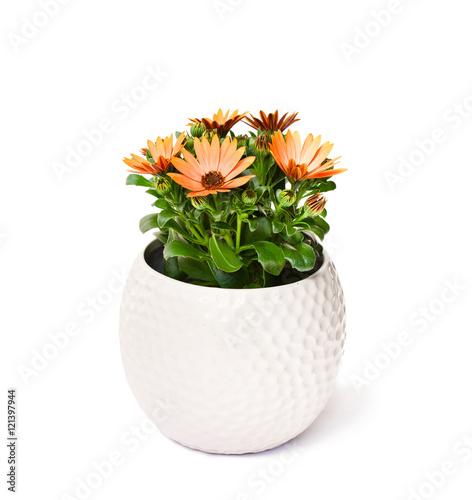 Fototapeta Naklejka Na Ścianę i Meble -  beautiful  bouquet of colorful daisy flowers in a white pot isol