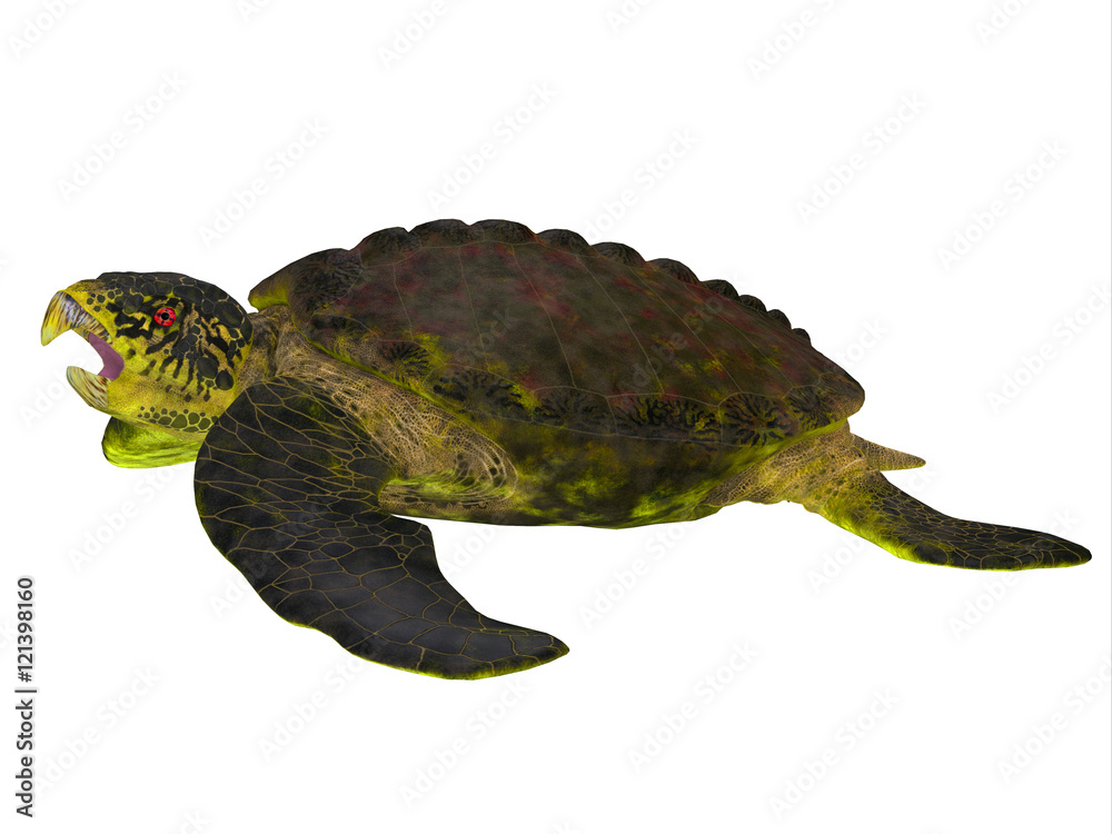 Naklejka premium Archelon Turtle Side View - Archelon was a giant marine turtle that lived in South Dakota, USA in the Cretaceous Period.