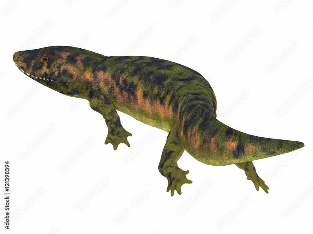 Dendrerpeton Amphibian Tail - Dendrerpeton was an extinct genus of amphibious carnivore from the Carboniferous Period of Canada. Dendrerpeton Amphibian Tail - Dendrerpeton was an extinct genus of amphibious carnivore from the Carboniferous Period of Canada.