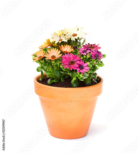 Colorful  cape daisy flowers in a ceramic flowerpot isolated