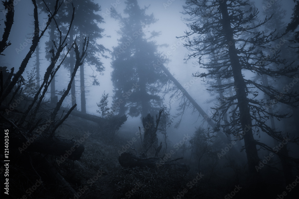 Spooky misty rainy forest, located in Transylvania, Romania, Halloween holiday celebration background concept