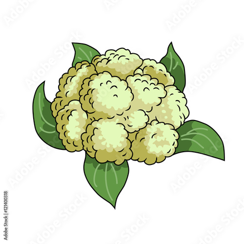 Cauliflower. Vector illustration isolated on white background.