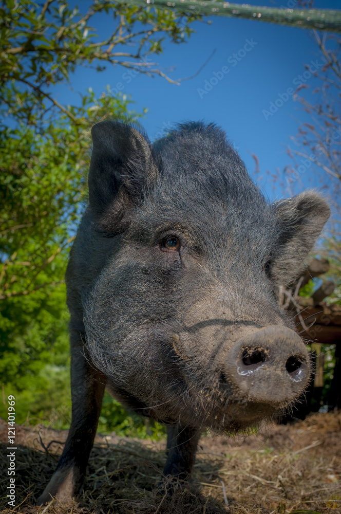 Horace the hog Horace the hog