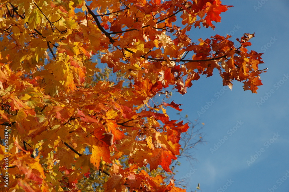 Das Feuer des Herbstes. Farbenspiel im Licht. Das Feuer des Herbstes. Farbenspiel im Licht.