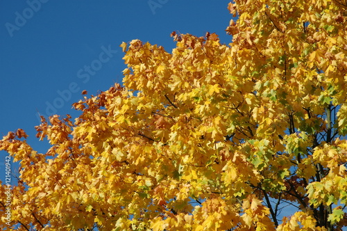 Das Feuer des Herbstes. Farbenspiel im Licht. photo