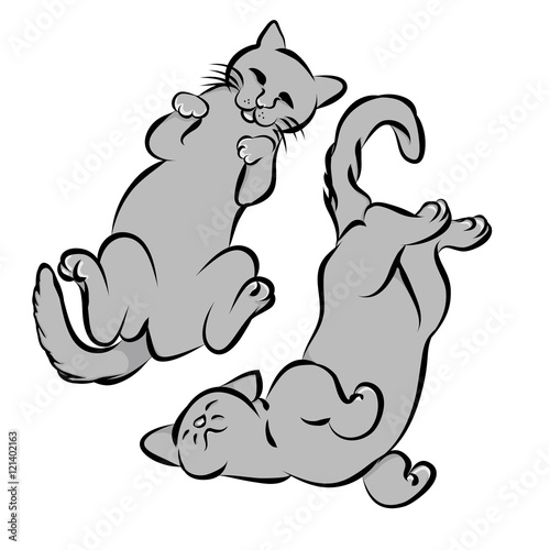 Two gray cat lying on the back
