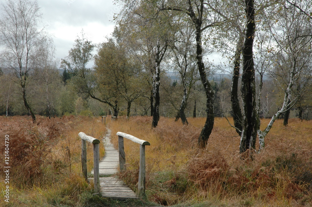 Herbstwanderung. In belgischer Moor- und Berglandschaft. Herbstwanderung. In belgischer Moor- und Berglandschaft.