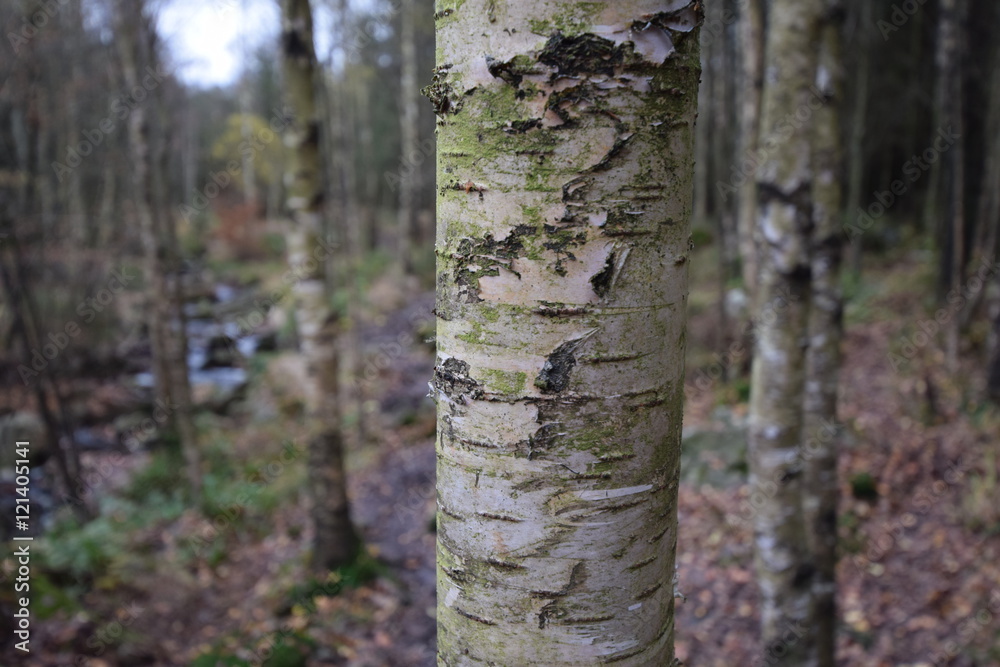 Fototapeta premium Herbstwanderung. In belgischer Moor- und Berglandschaft.