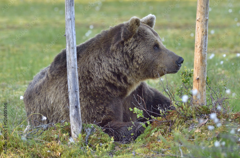 Wild brown bear (Ursus arctos) on the meadow of the forest in summer. Close up portrait . Natural green background. Wild brown bear (Ursus arctos) on the meadow of the forest in summer. Close up portrait . Natural green background.
