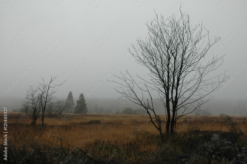 Herbstwanderung. In belgischer Moor- und Berglandschaft. Herbstwanderung. In belgischer Moor- und Berglandschaft.